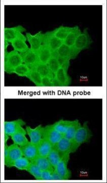 KIF11 Antibody in Immunocytochemistry (ICC/IF)
