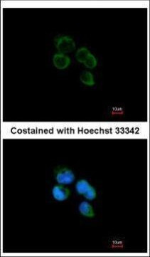 HIBCH Antibody in Immunocytochemistry (ICC/IF)