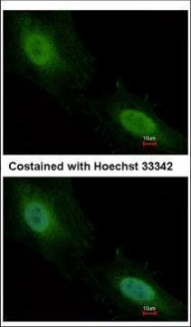 Aprataxin Antibody in Immunocytochemistry (ICC/IF)