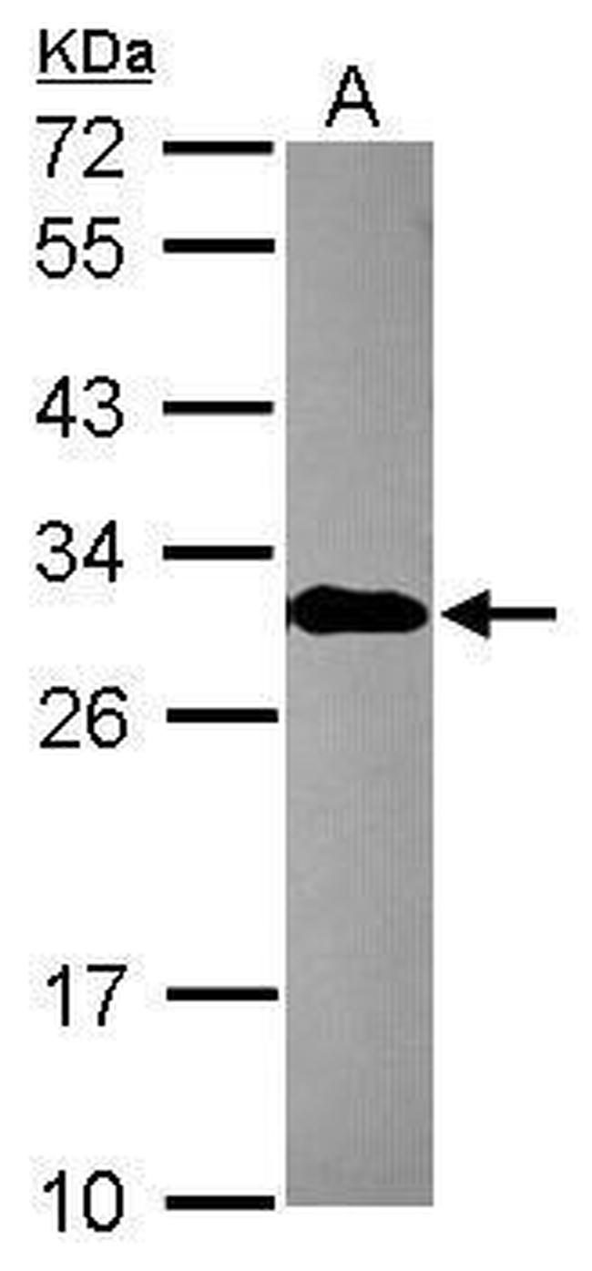EN2 Antibody in Western Blot (WB)