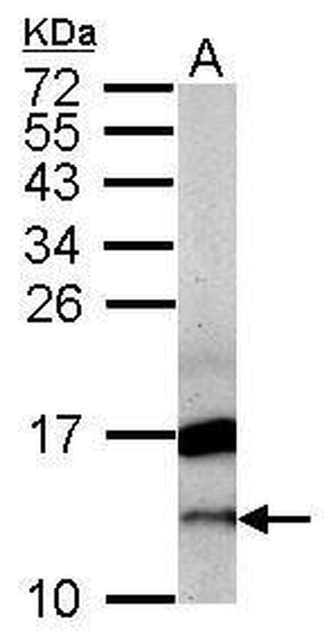 CRIPT Antibody in Western Blot (WB)