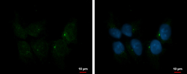 IFT80 Antibody in Immunocytochemistry (ICC/IF)