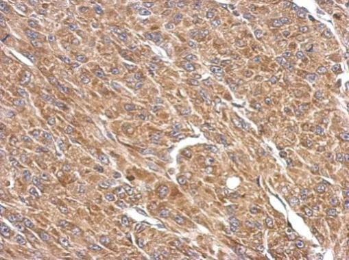 SPATA16 Antibody in Immunohistochemistry (Paraffin) (IHC (P))