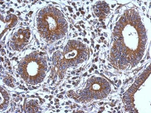 FXR2 Antibody in Immunohistochemistry (Paraffin) (IHC (P))