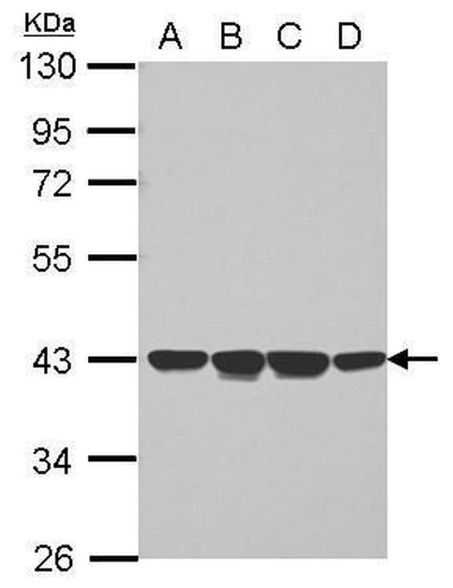 NCF4 Antibody in Western Blot (WB)