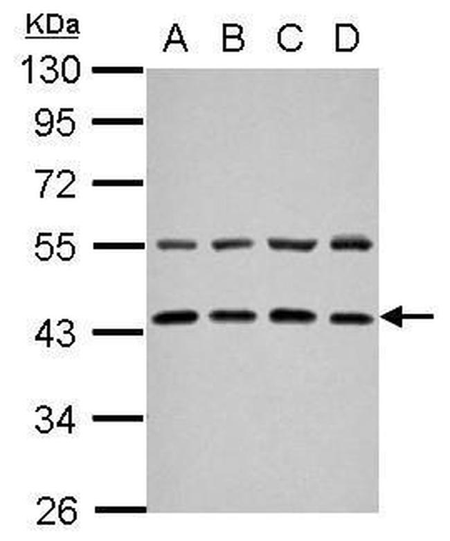 ZFYVE27 Antibody in Western Blot (WB)