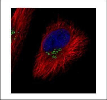 COG7 Antibody in Immunocytochemistry (ICC/IF)