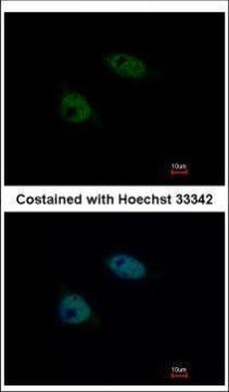 SNW1 Antibody in Immunocytochemistry (ICC/IF)