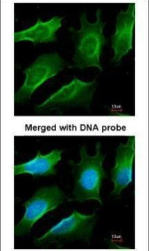 TRAF3 Antibody in Immunocytochemistry (ICC/IF)