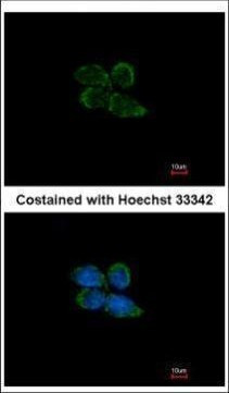 PAPSS2 Antibody in Immunocytochemistry (ICC/IF)