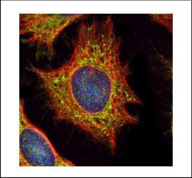 XYLT2 Antibody in Immunocytochemistry (ICC/IF)