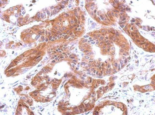 Complement C4 Antibody in Immunohistochemistry (Paraffin) (IHC (P))