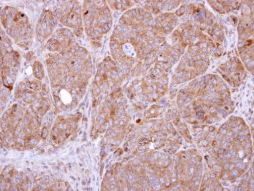 SENP8 Antibody in Immunohistochemistry (Paraffin) (IHC (P))