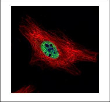 PIASy Antibody in Immunocytochemistry (ICC/IF)