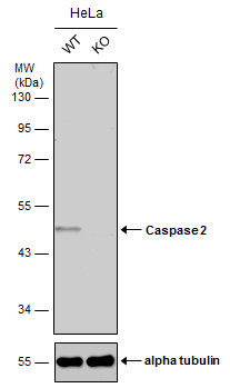 Caspase 2 Antibody in Western Blot (WB)