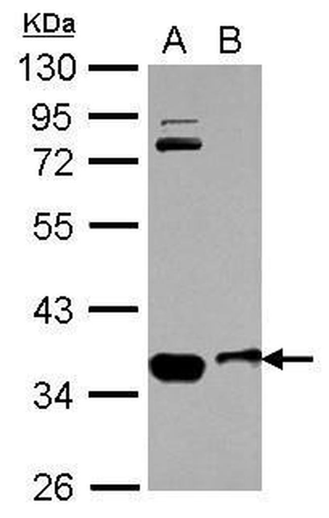 OSTM1 Antibody in Western Blot (WB)