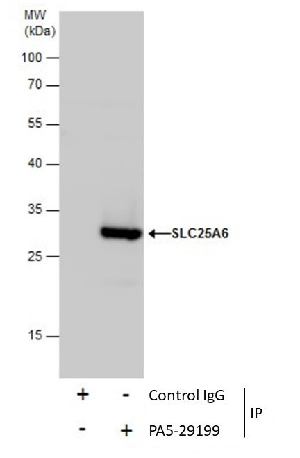 SLC25A6 Antibody in Immunoprecipitation (IP)
