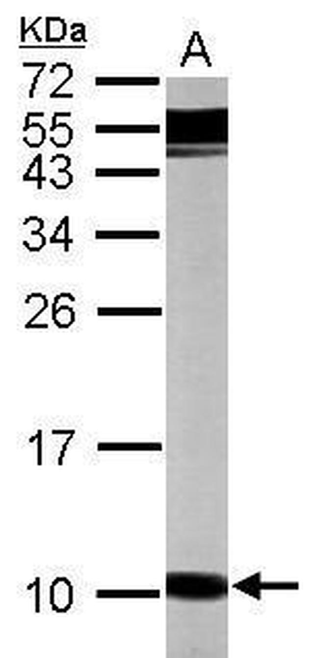 Gng12 Antibody in Western Blot (WB)