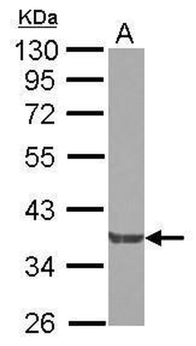 NCK2 Antibody in Western Blot (WB)