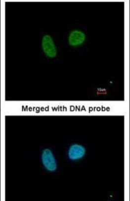 MAPKAPK3 Antibody in Immunocytochemistry (ICC/IF)