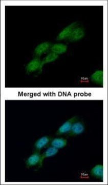Cdc23 Antibody in Immunocytochemistry (ICC/IF)