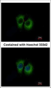 TID1 Antibody in Immunocytochemistry (ICC/IF)