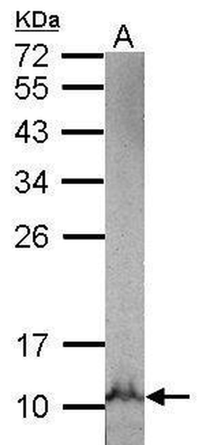 NDUFB3 Antibody in Western Blot (WB)