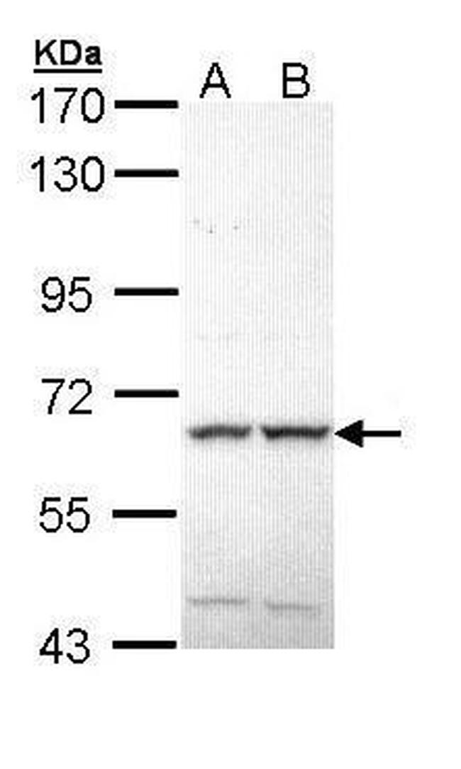MAP3K19 Antibody in Western Blot (WB)