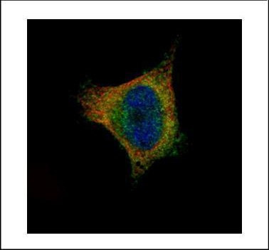 SCYL1 Antibody in Immunocytochemistry (ICC/IF)
