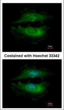 PASK Antibody in Immunocytochemistry (ICC/IF)