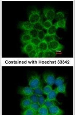 CHRM3 Antibody in Immunocytochemistry (ICC/IF)