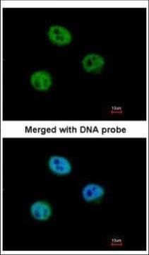 MSH6 Antibody in Immunocytochemistry (ICC/IF)