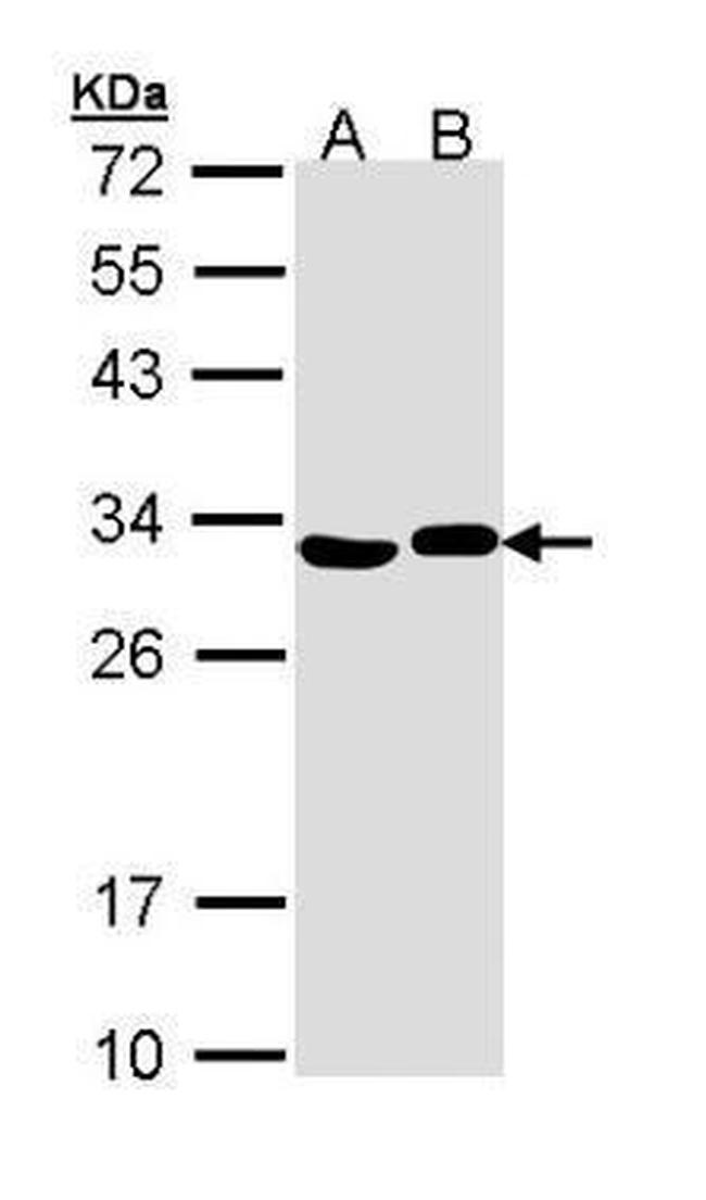 Adenylate Kinase 2 Antibody in Western Blot (WB)