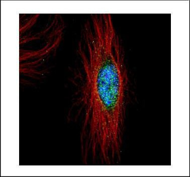 PLK4 Antibody in Immunocytochemistry (ICC/IF)