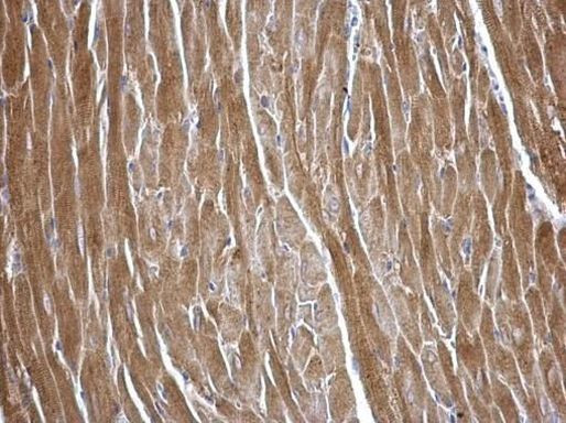 MASTL Antibody in Immunohistochemistry (Paraffin) (IHC (P))