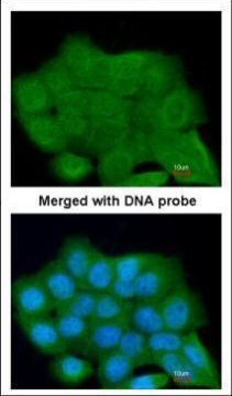 LRGUK Antibody in Immunocytochemistry (ICC/IF)