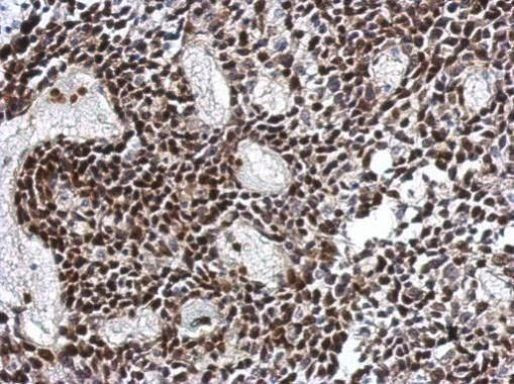 SPDYA Antibody in Immunohistochemistry (Paraffin) (IHC (P))
