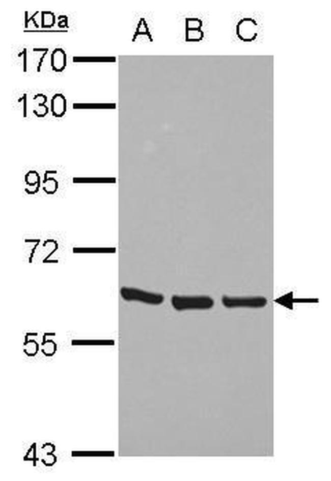 ZNF350 Antibody in Western Blot (WB)
