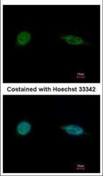SAP30BP Antibody in Immunocytochemistry (ICC/IF)