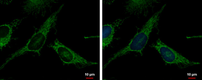 TrxR2 Antibody in Immunocytochemistry (ICC/IF)