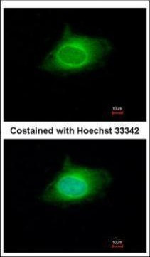 KPNA5 Antibody in Immunocytochemistry (ICC/IF)