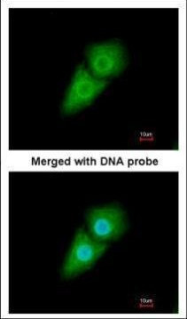 KPNA1 Antibody in Immunocytochemistry (ICC/IF)