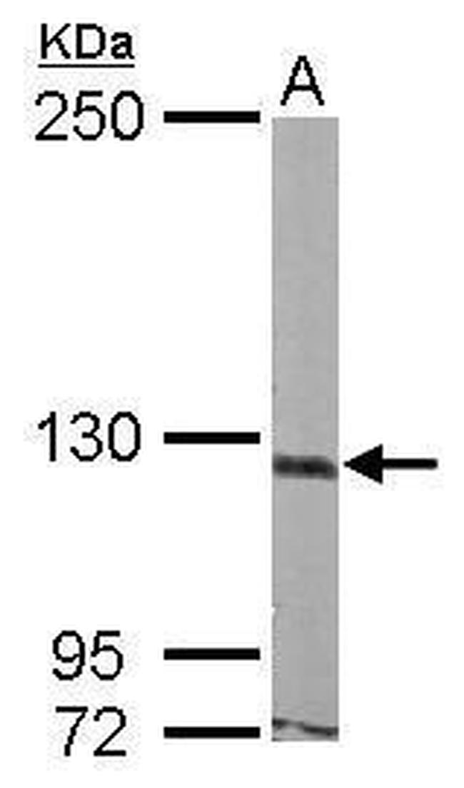 Astrotactin Antibody in Western Blot (WB)