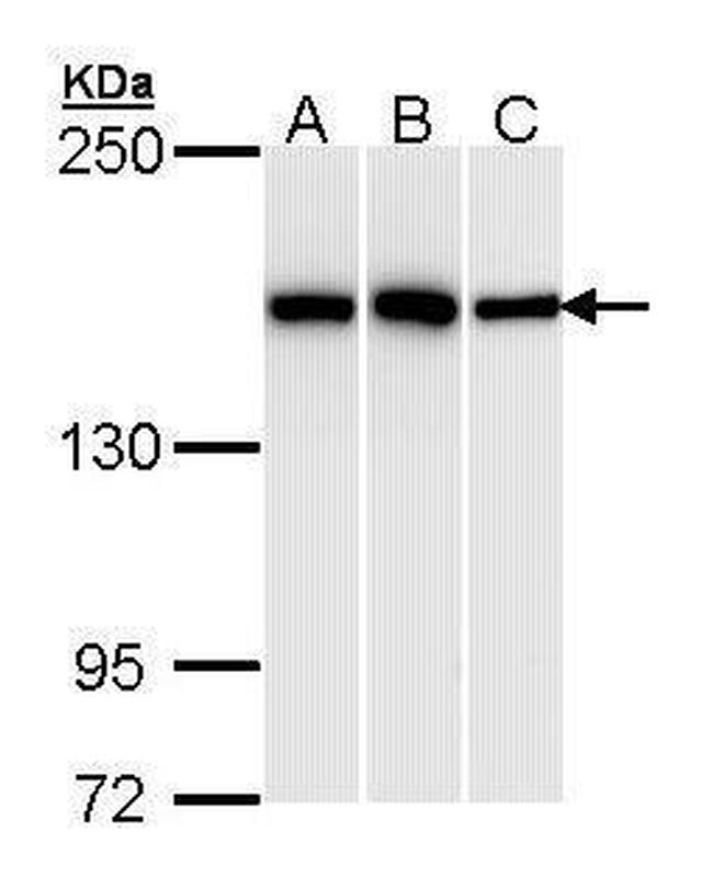 HDLBP Antibody in Western Blot (WB)