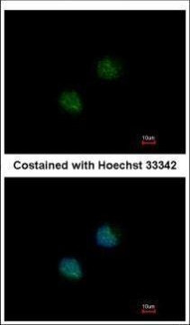 DOM3Z Antibody in Immunocytochemistry (ICC/IF)