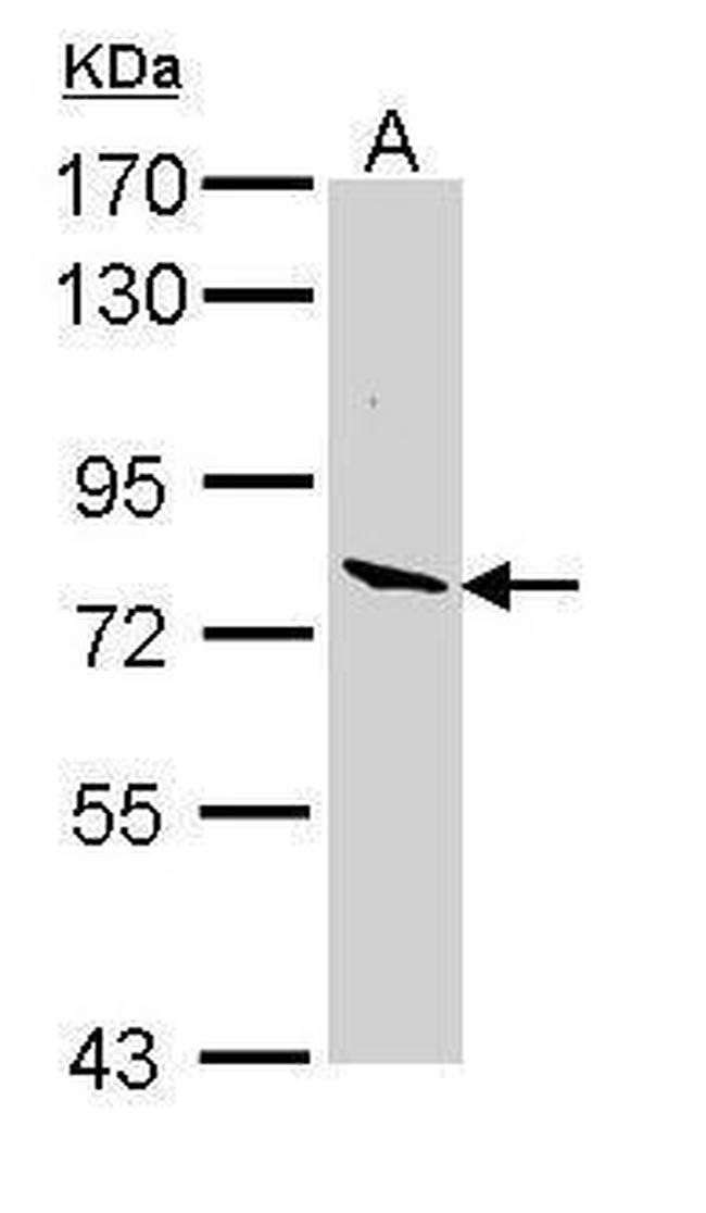LPO Antibody in Western Blot (WB)
