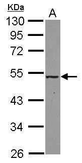 MAT2A Antibody in Western Blot (WB)