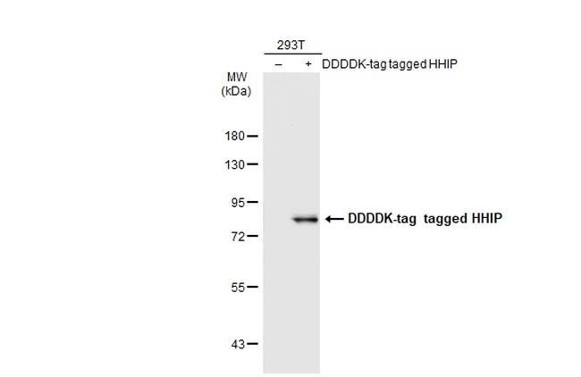 HHIP Antibody in Western Blot (WB)