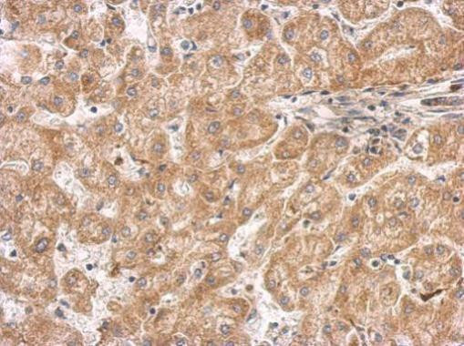 Septin-11 Antibody in Immunohistochemistry (Paraffin) (IHC (P))