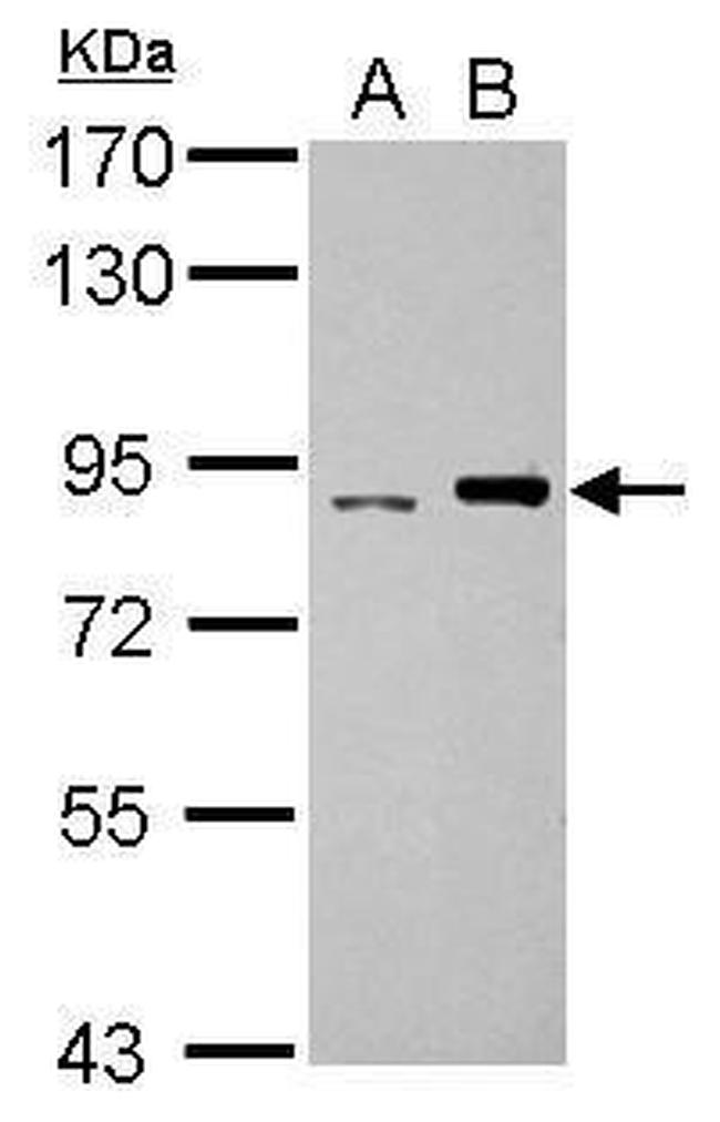 POLI Antibody in Western Blot (WB)